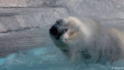 В зоопарке Буэнос-Айреса от жары скончался белый медведь