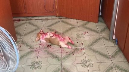 Милий Коргі Годі налякав Facebook інсценуванням своєї смерті (Фото)
