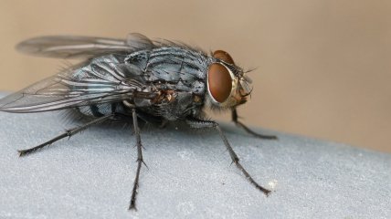 Средства, которые помогут избавиться от мух