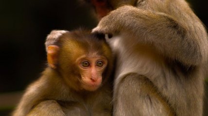 Ежегодный фестиваль обезьян в Таиланде