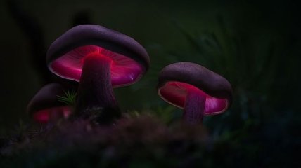Волшебное сияние: потрясающие снимки вкусных грибов (Фото)