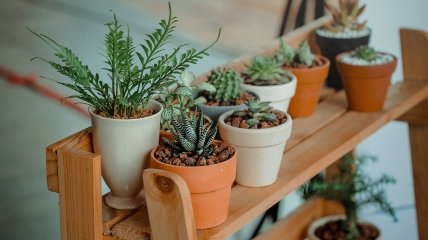 Уход за растениями в доме – непростая задача