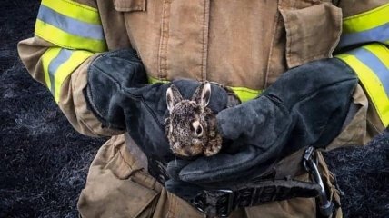 Работники ГСЧС спасают животных из огня