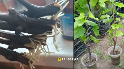 Як швидко проростити живець