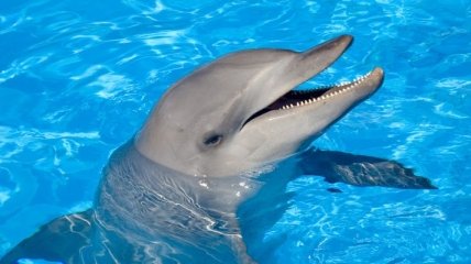 Американские биологи планируют расшифровать язык дельфинов 