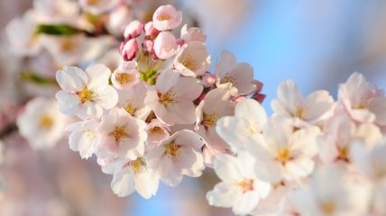 Фестиваль, посвященный цветению сакуры