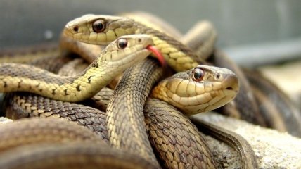 Ученые узнали интересный факт об опаснейших змеях