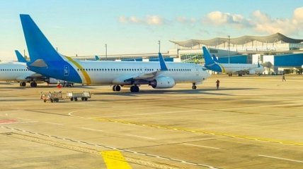 Гибель щенков на рейсе "Киев-Торонто": в МАУ начали служебное расследование