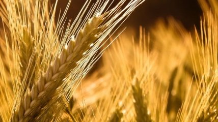 В Украине по состоянию на 12 октября т.г. зерновые и зернобобовые 