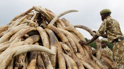 Известный борец с контрабандой слоновой кости убит в Кении