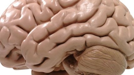 Как формируются мозговые извилины?