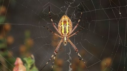 Обнаружены пауки, которые способны напасть из любой грязи у вас под ногами 