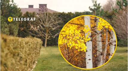 Дерево осина на участке