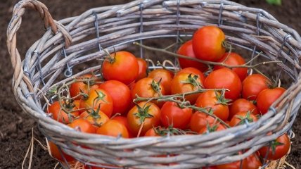 Защита помидоров от болезней