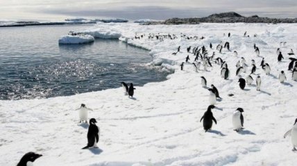 В Антарктиде зафиксирован новый температурный максимум