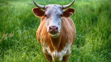 Борьба с глобальным потеплением: коров предложили кормить водорослями