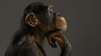 Почему шимпанзе настолько умны?