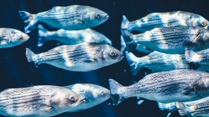 Микропластик "очень плохо" влияет на морских рыб