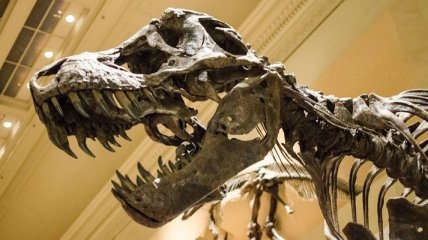 Палеонтолог нашел родину "короля динозавров"
