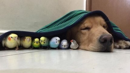 Звезды Instagram: добрый пес Боб и его друзья попугаи 