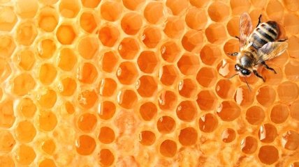 Мед помогает бороться с лишними килограммами