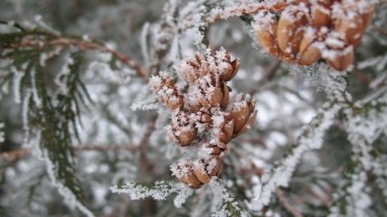 Погода на 25 ноября: в Украину идет снег