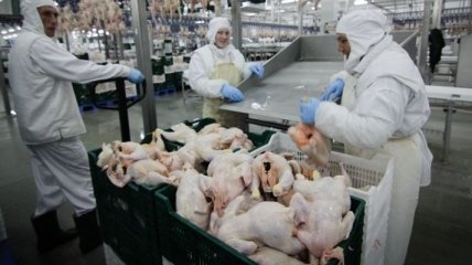 Казахстан рекордно нарастил производство мяса птицы с начала года