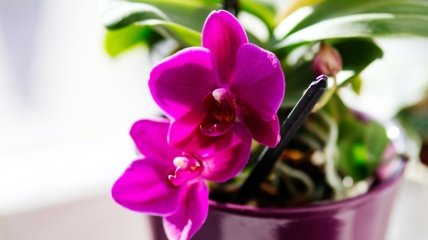 Избыток воды – основная причина  гибели орхидей