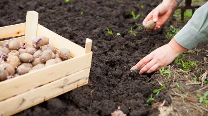 Коли садити картоплю у квітні 2022 року: до або після Великодня