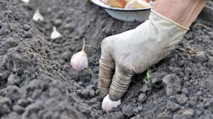 Як правильно садити озимий часник