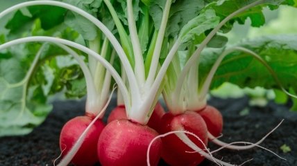 Редис — довольно неприхотливый овощ, легкий в выращивании (изображение создано с помощью ИИ)