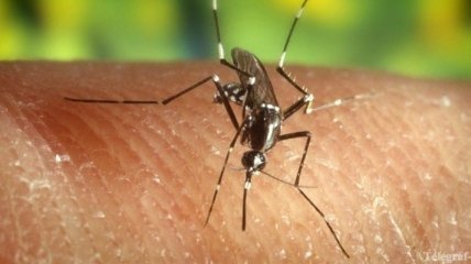 Microsoft научили робота ловить опасных комаров