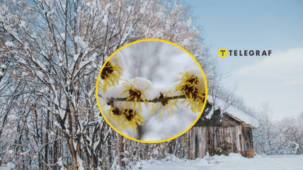 Незвичайні рослини в Україні