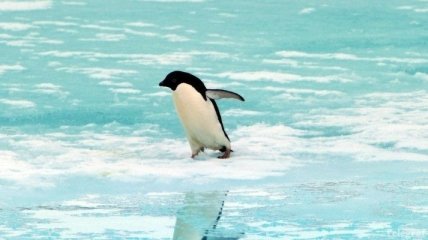 Как пингвин охотится под водой?