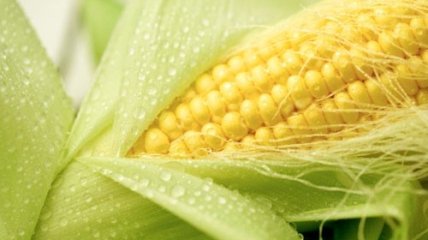 Выбираем кукурузу: советы эксперта (видео)