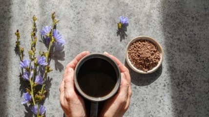 Смачна альтернатива каві — цикорій