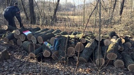 В Полтавской области мужчина пытался незаконно вывезти из леса заготовки древесины (Фото)