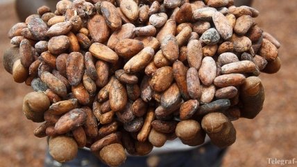 Производители шоколада вложат $1 млрд в расширение плантаций какао-бобов