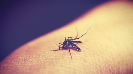 ВОЗ: Алжиру и Аргентине удалось избавиться от малярии