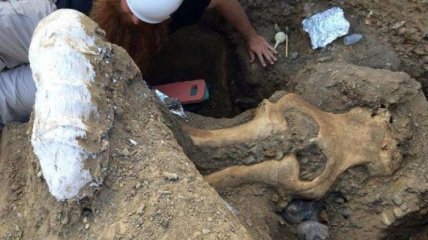 Обнаружен необычный череп мамонта