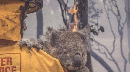 Нарасхват: В Австралии раскупили все календари с пожарными