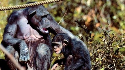 Шимпанзе свойственно ухаживать за своими братьями-инвалидами 