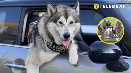 Маламут Люка