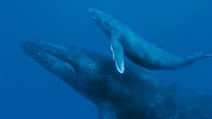 Горбатые киты массово заплывают в Селиш море