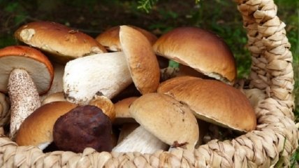 Сезон "тихого полювання" без наслідків: поради, що не отруїтися лісовими грибами