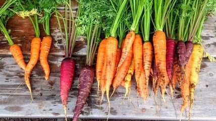Морковь - важный источник витаминов от многих болезней
