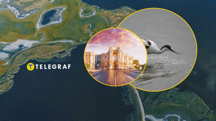 На "Тузлівських лиманах" селиться унікальний птах