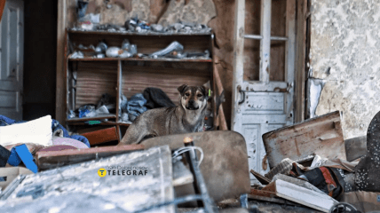 Собака, живущая на руинах в Константиновке