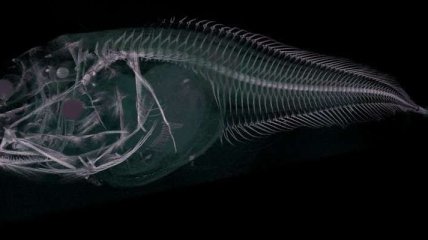 Ученые обнаружили в Атакамском желобе три новых вида глубоководных рыб