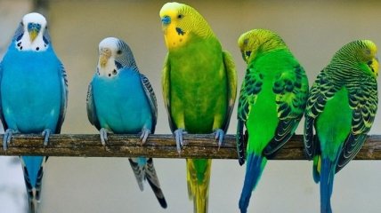 Ученые сделали сенсационное заявление о попугаях